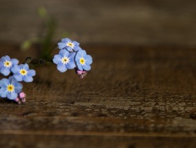 香港100%最准一肖三期出一肖,喜上眉梢精选解释落实_战略版79.5.50