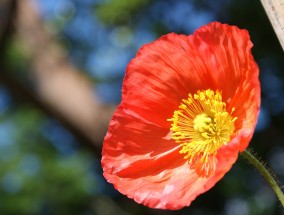 接亲路上，鲜花与祝福相伴