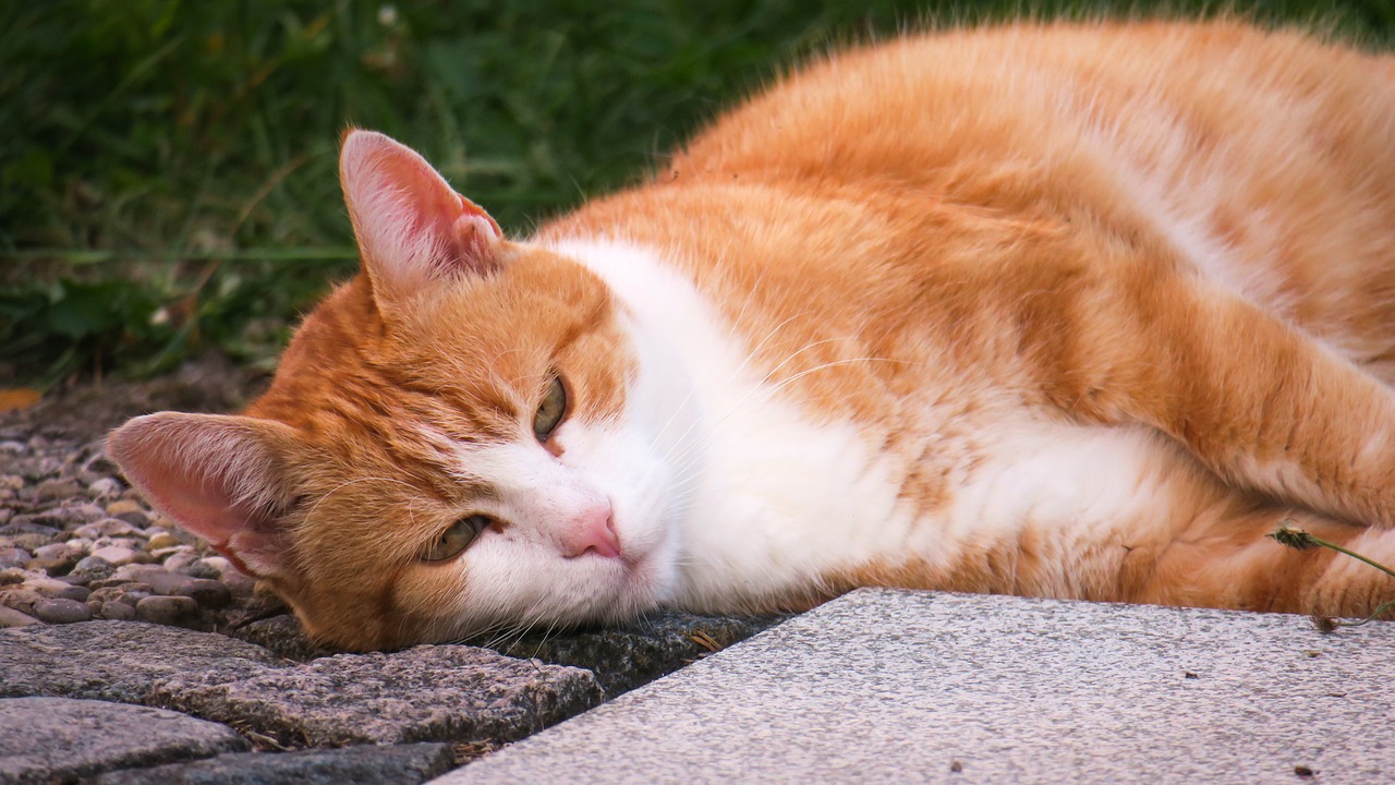 猫咪指甲被睡衣勾住跳芭蕾