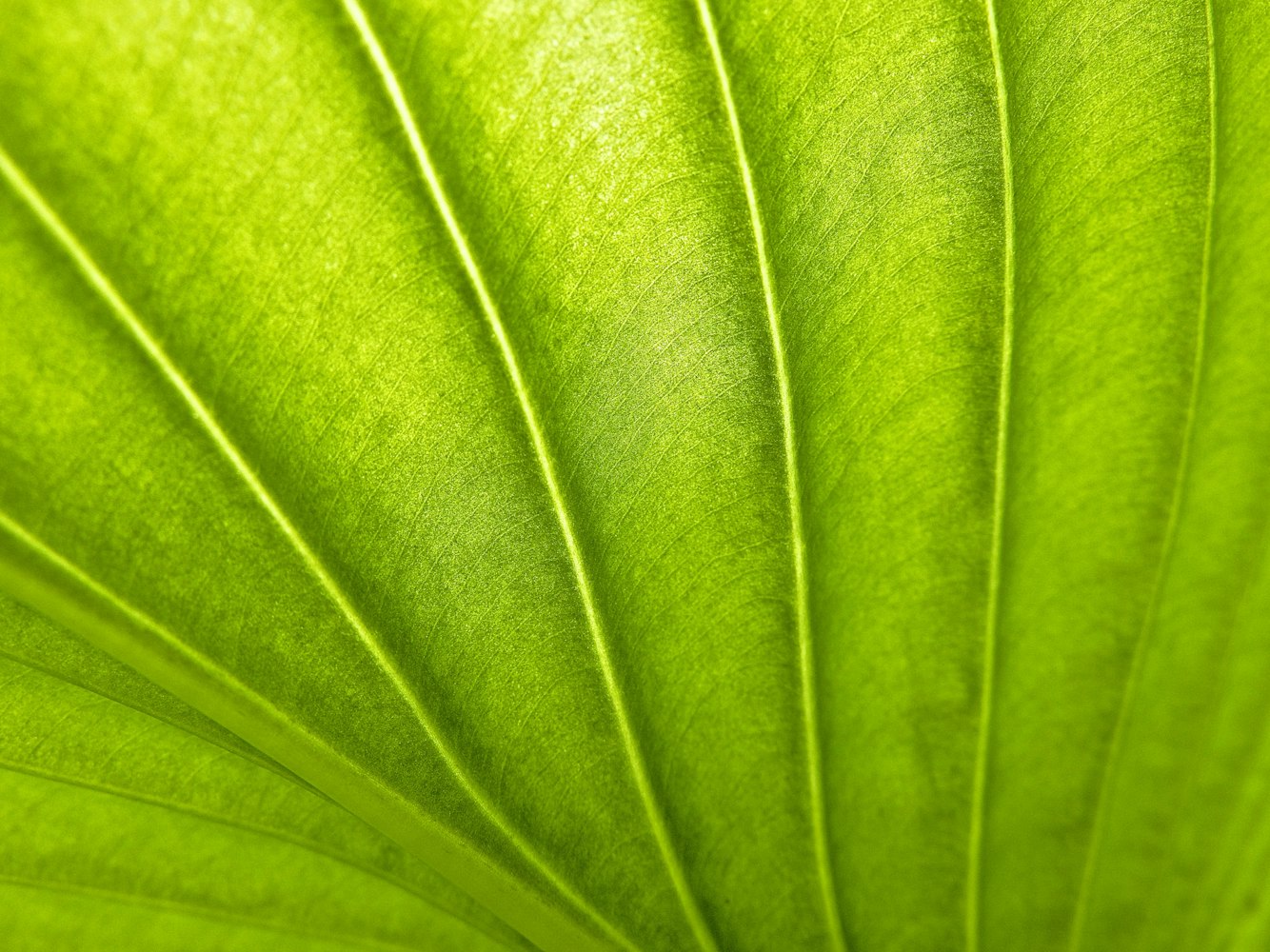 植物打卡游戏攻略，解锁绿色生活新乐趣 植物打卡游戏攻略